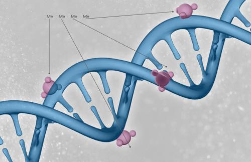 受损的DNA复制可导致几代遗传的表观遗传变化