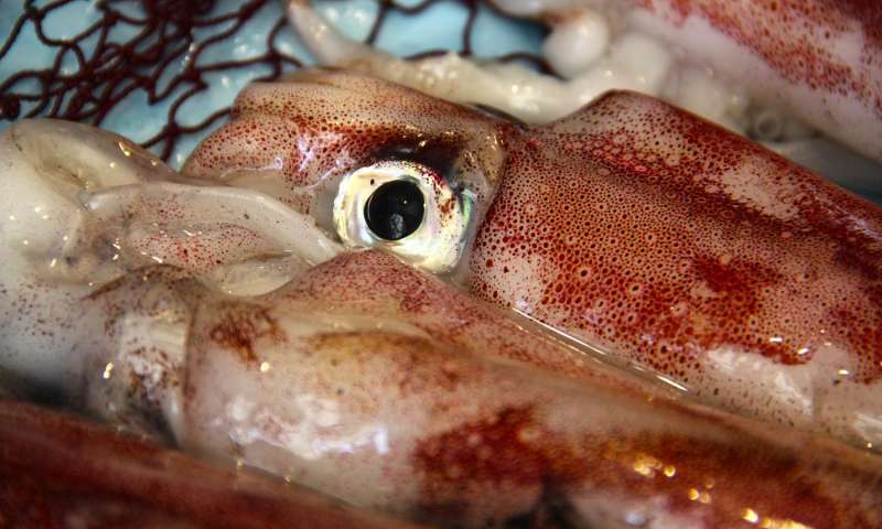 发现球状蛋白质允许鱿鱼眼睛调整光线失真
