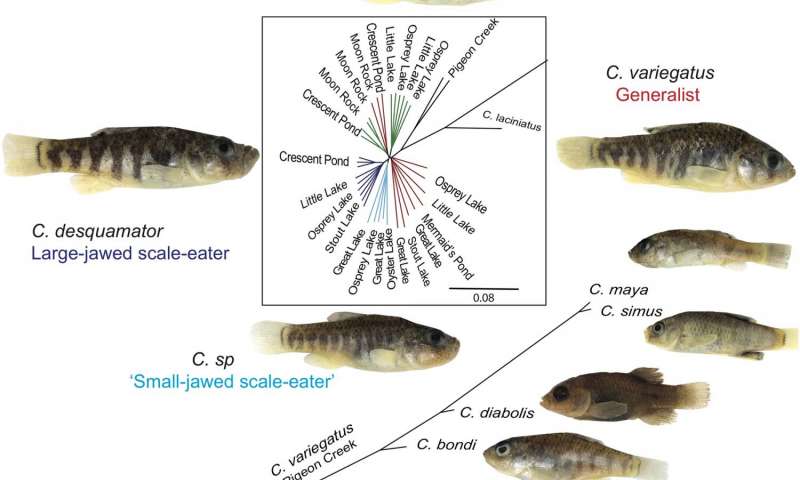 San Salvador pupfish从岛鱼中获得了遗传变异以便食用新的食物