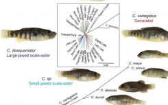 San Salvador pupfish从岛鱼中获得了遗传变异以便食用新的食物