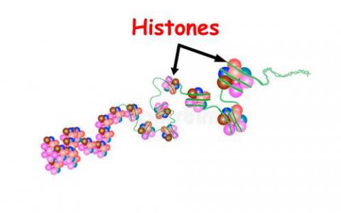 组蛋白基因组稳定性的守护者