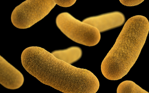 研究人员报告说减缓危险细菌可能比杀死它们更有效