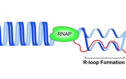 DNA蛋白质机器的正面碰撞如何阻止复制