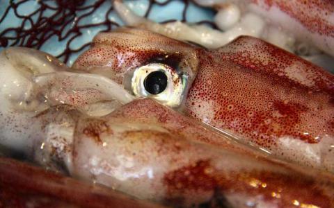 发现球状蛋白质允许鱿鱼眼睛调整光线失真
