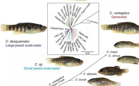 San Salvador pupfish从岛鱼中获得了遗传变异以便食用新的食物