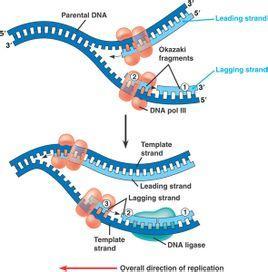 关闭DNA复制周期