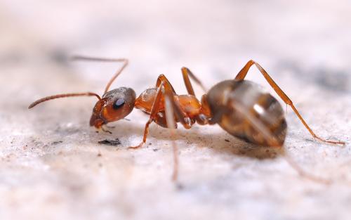 研究人员使用CRISPR来操纵蚂蚁的社会行为