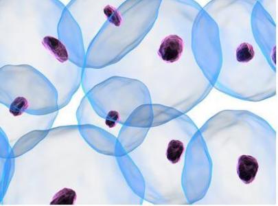 盘中的羊膜囊干细胞形成可能有助于不孕症研究的结构