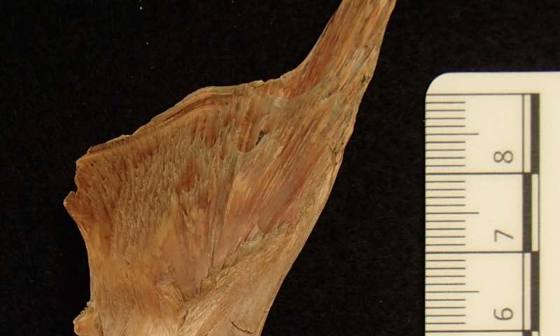 维京鳕鱼骨头的DNA表明欧洲鱼类贸易有1000年的历史