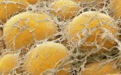 受损的细胞通讯引发遗传性肌肉疾病中的脂肪细胞积累