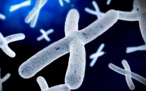观察癌细胞通过染色体不稳定性进化