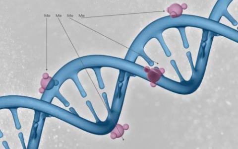 人类CoRSIV图集将推进表观遗传学研究