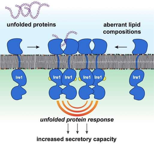 分子生物学家发现膜脂在健康和疾病中的积极作用