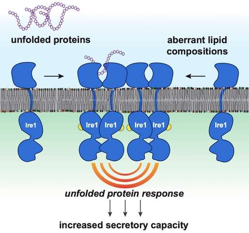 分子生物学家发现膜脂在健康和疾病中的积极作用