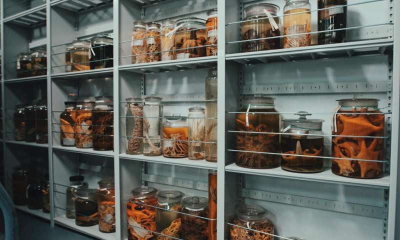 科学家通过新的公共数据库将生物多样性基因组学与博物馆智慧联