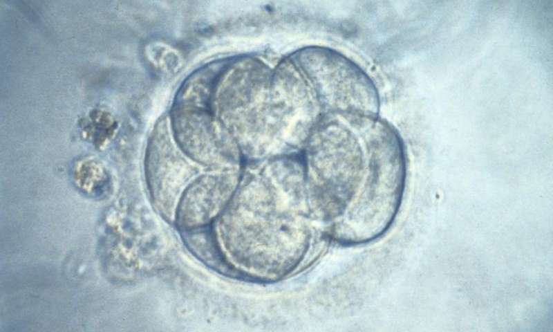 科学家们第一次编辑人类胚胎以安全地清除疾病-这就是他们如何做到的