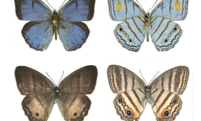 DNA链接雄性雌性蝴蝶被认为是不同的物种