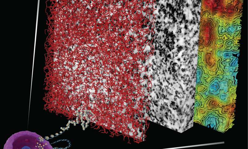 科学家解决DNA组织的长期生物学谜团