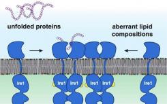 分子生物学家发现膜脂在健康和疾病中的积极作用