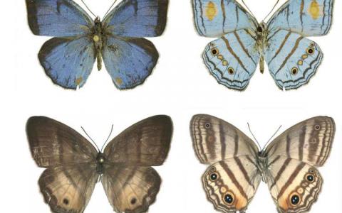 DNA链接雄性雌性蝴蝶被认为是不同的物种