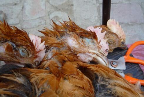 CRISPR鸡细胞有秘密配方抵抗禽流感