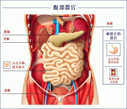 用于产生可再生类器官的新方法