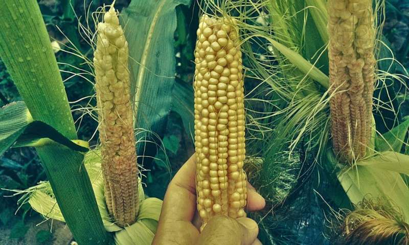 研究人员发现玉米基因赋予对多种植物叶病的抗性