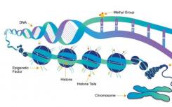 异染色质驱动倒置核和常规核的区室化
