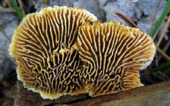 进化为吃木材的真菌提供了新的生物质转化工具