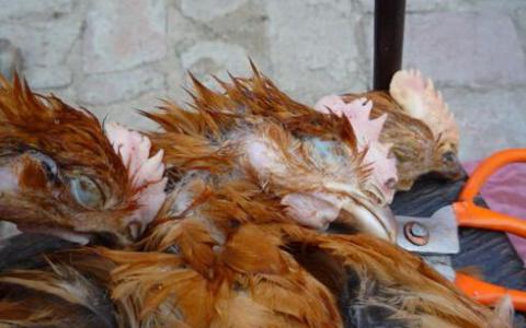 CRISPR鸡细胞有秘密配方抵抗禽流感