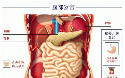 用于产生可再生类器官的新方法