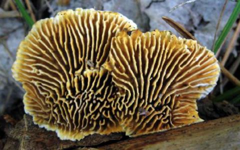进化为吃木材的真菌提供了新的生物质转化工具