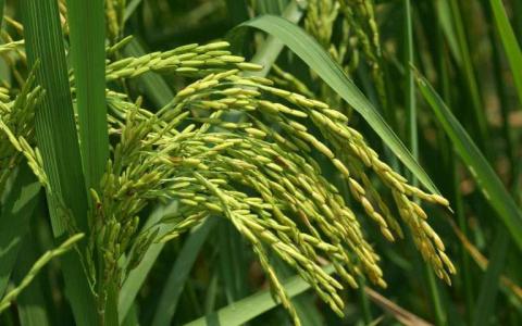 关于水稻中维生素A的途径