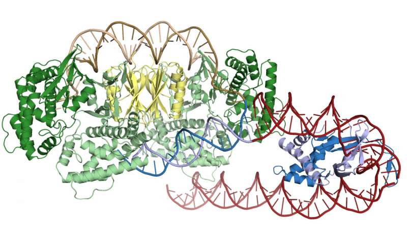研究人员发现CRISPR蛋白如何找到它们的靶标