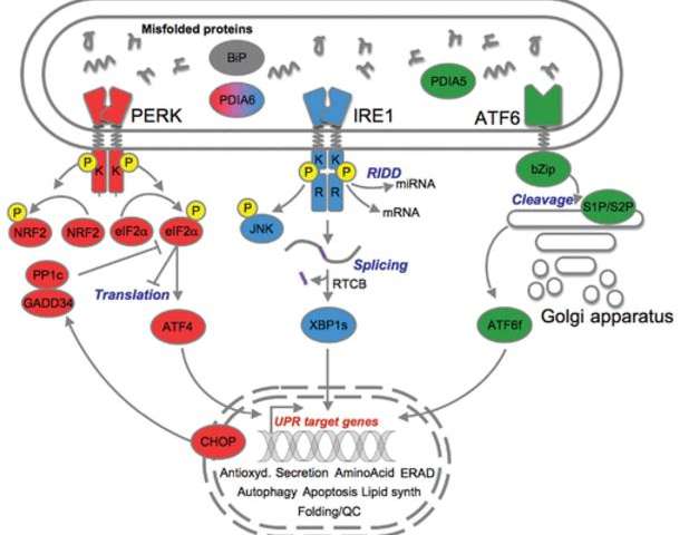 控制健康和疾病中未折叠的蛋白质反应