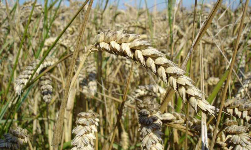 将基因组学与农民的传统知识相结合以提高小麦产量