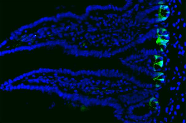 成熟细胞恢复干细胞以促进小鼠肠道中的组织再生和修复
