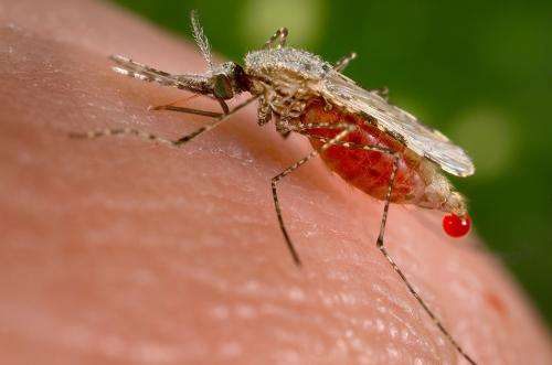 疟疾基因功能研究揭示了许多潜在的药物靶点