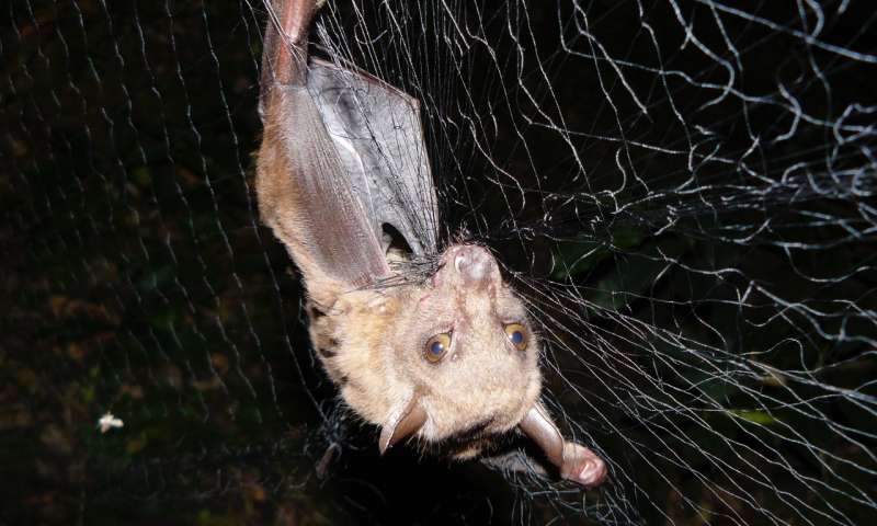 研究揭示了非洲蝙蝠，寄生虫和病毒的相互作用