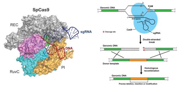 抗CRISPR蛋白降低CRISPR-Cas9的脱靶副作用