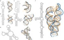 三维治疗疾病-超级计算机有助于解码RNA结构