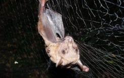 研究揭示了非洲蝙蝠，寄生虫和病毒的相互作用