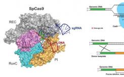 抗CRISPR蛋白降低CRISPR-Cas9的脱靶副作用