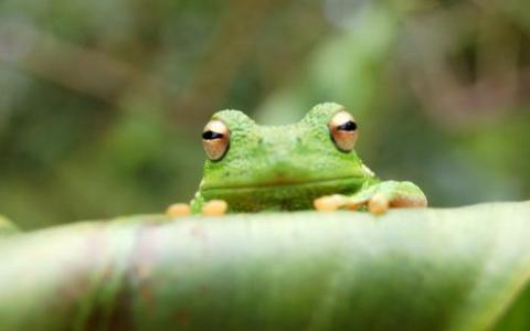 生物学家发现青蛙的未来健康受肠道微生物影响为蝌蚪