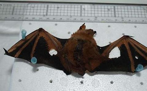 团队揭示了稀有红蝙蝠的全基因组序列