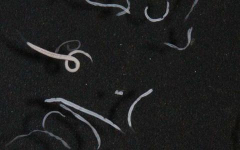 共生的纤毛虫和细菌有共同的祖先