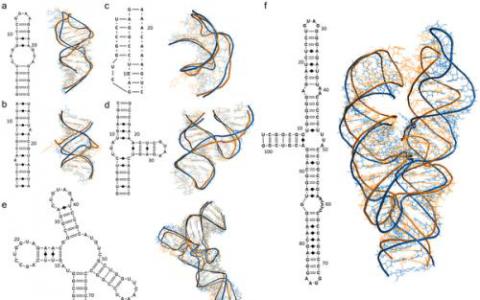 三维治疗疾病-超级计算机有助于解码RNA结构