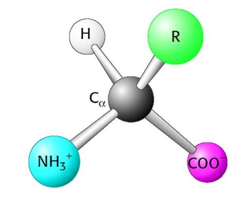 科学家们开发出更快更简单的氨基酸链制备方法