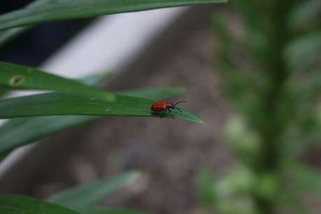 寄生黄蜂为毁灭性的百合甲虫提供了希望