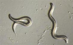 种系的表观遗传改变传达了对蠕虫后代的避免危险行为